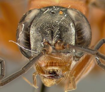 Media type: image;   Entomology 23016 Aspect: head frontal view